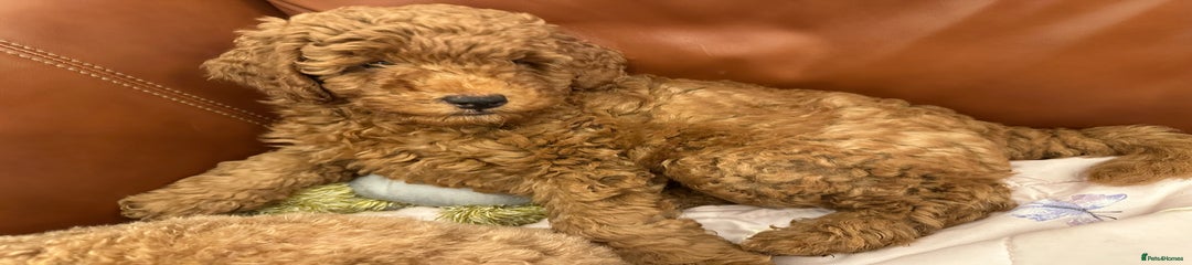 Miniature Poodle Puppy 1