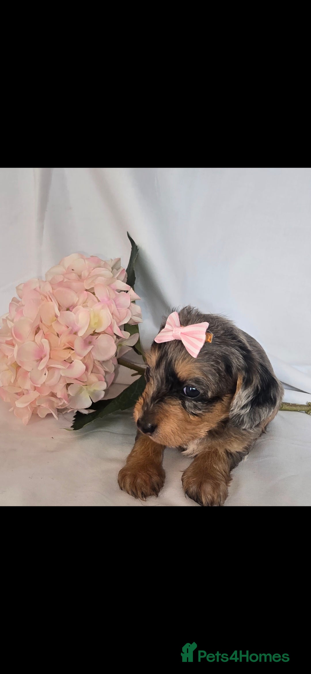 Mixed Breed dogs for sale:  miniature dachshund cross toy poodle doxiepoo   - Image 15