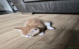 Mixed Breed cats for sale: 4 Playful Male Kittens Ready for Loving Homes! - Image 16