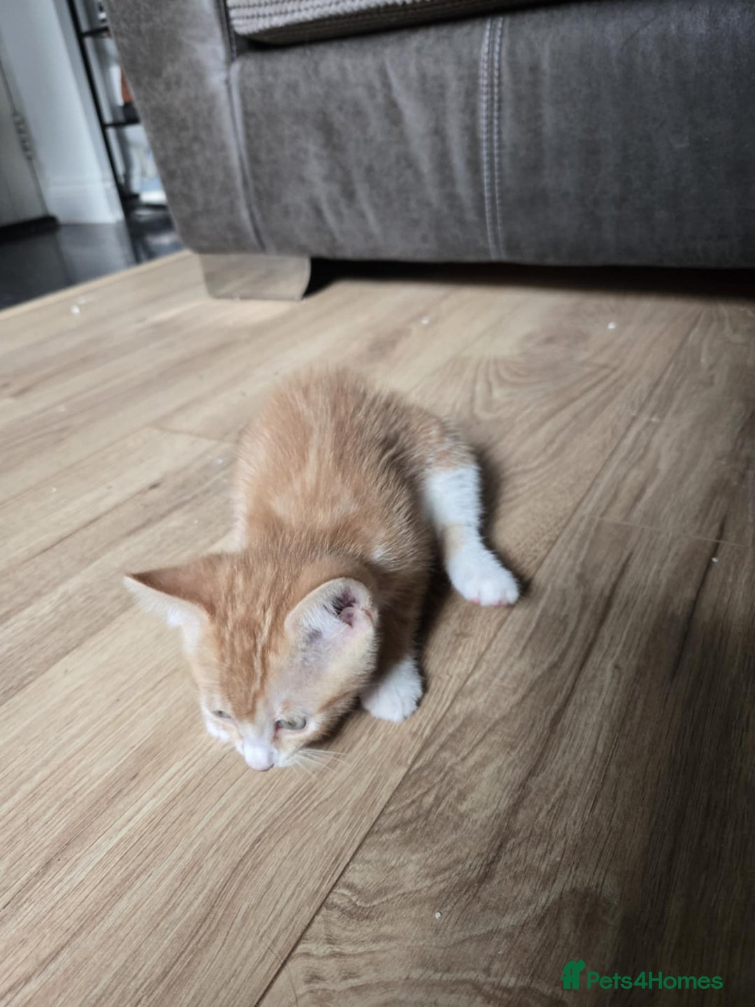 Mixed Breed cats for sale: 4 Playful Male Kittens Ready for Loving Homes! - Image 16