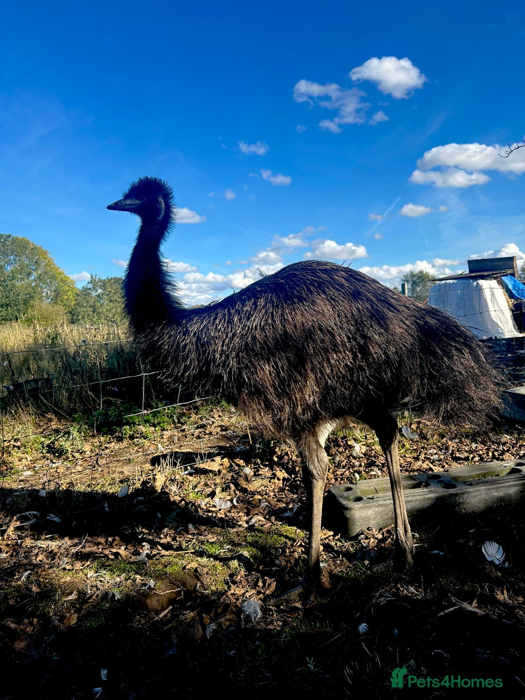 Mixed Breed poultry for sale: Mixed Poultry for Sale (See Description) - Advert 15