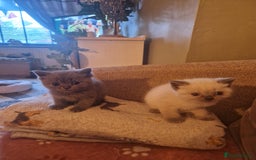 British Shorthair cats for sale: Beutiful British shorthair kittens  - Image 16
