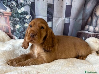 Cocker Spaniel dogs Outstanding KC Show Cocker Spaniel Male - Advert 7