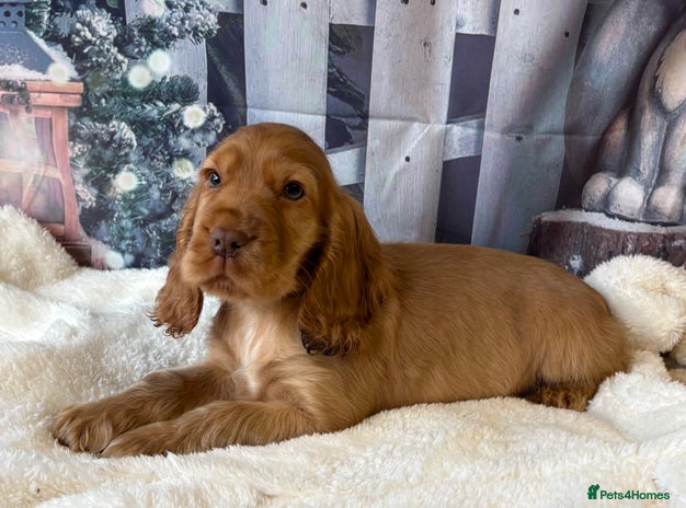 Cocker Spaniel dogs Outstanding KC Show Cocker Spaniel Male - Advert 4