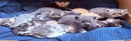 Mixed Breed cats for sale: Persian and Exotic Persian cross kittens - Advert 14