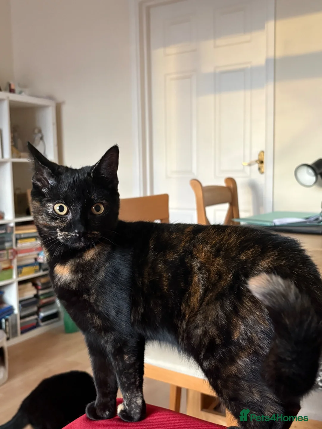 British Shorthair cats for sale: Kitten in Newbury - Advert 3