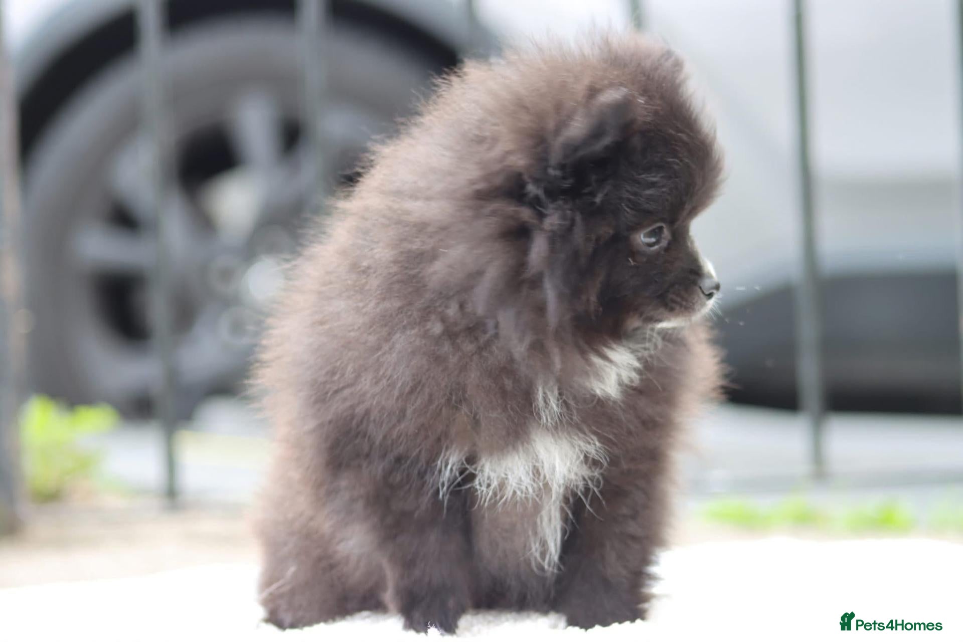 Pomeranian dogs READY NOW LAST BABY BOY POMERANIAN. - Advert 1