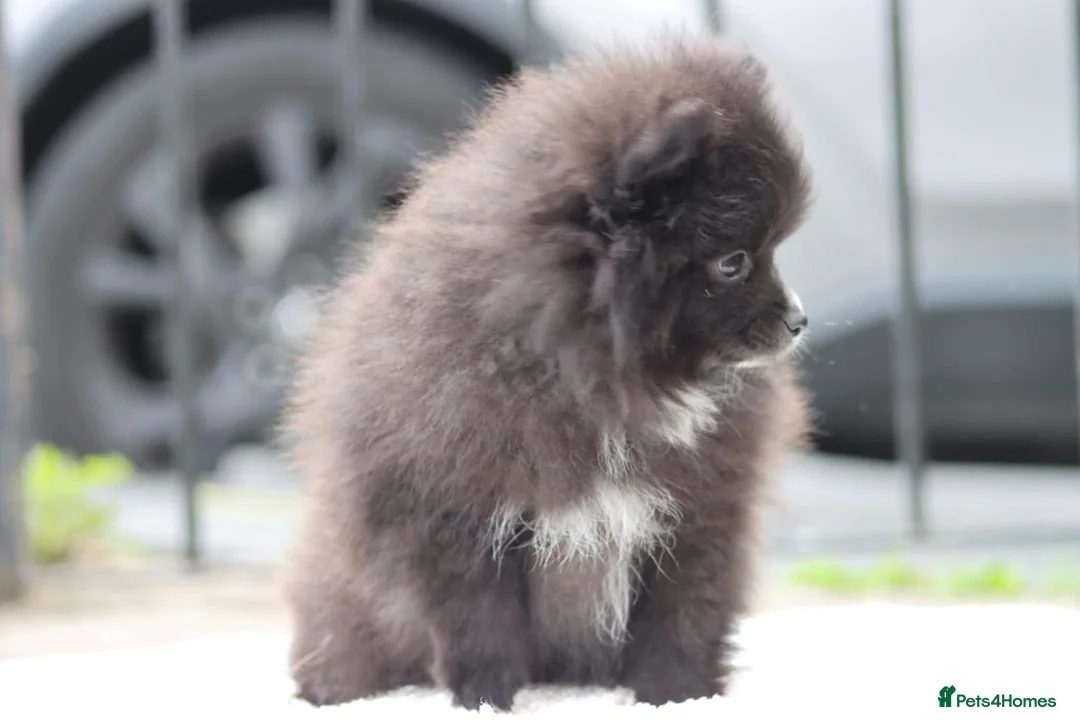 Pomeranian dogs for sale: Sold sold BABY BOY POMERANIAN. - Advert 1