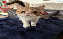 Exotic cats for sale: Paloma is an exotic with a longer nose - Image 6