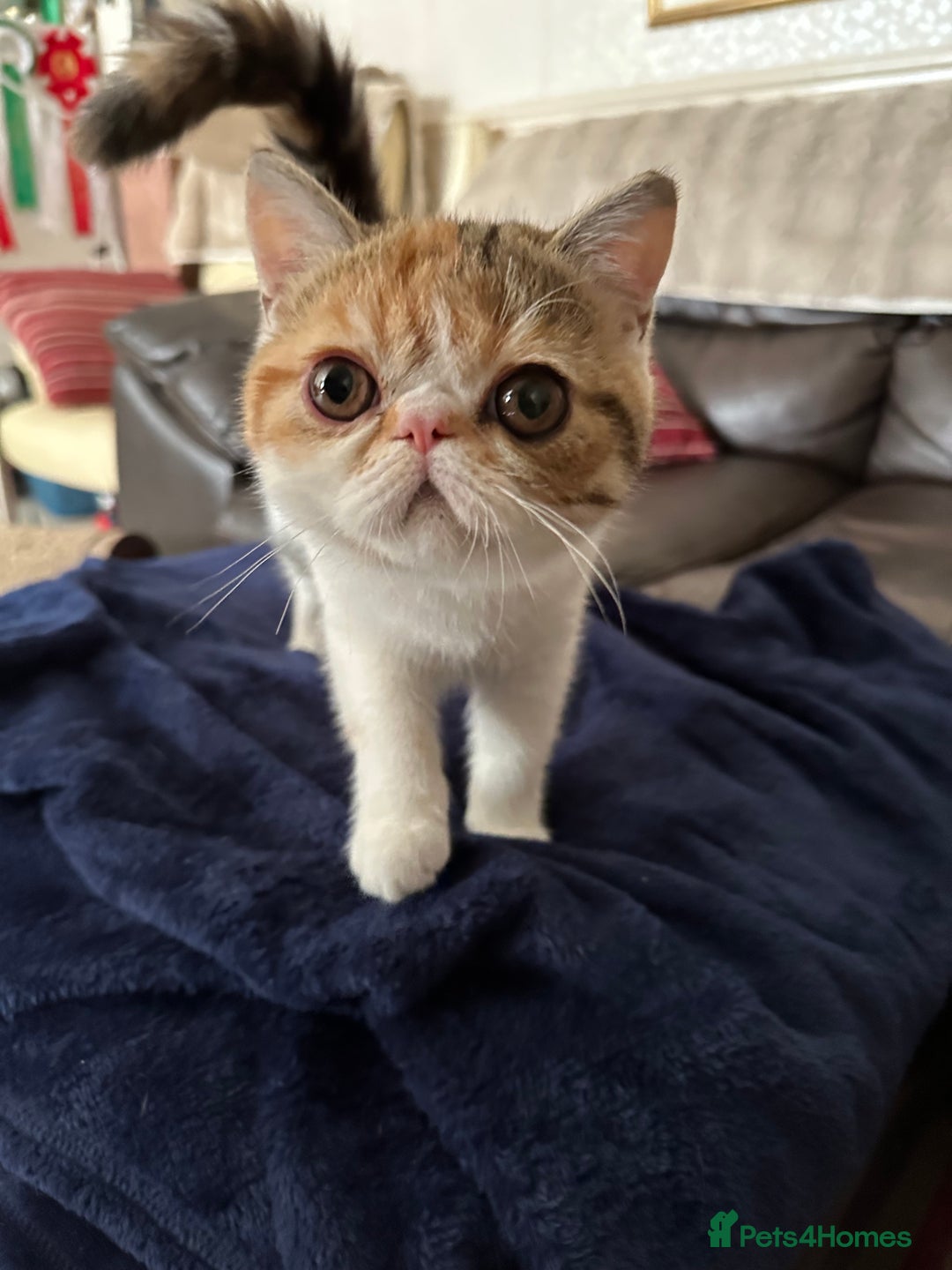 Exotic cats for sale: Paloma is an exotic with a longer nose - Image 6