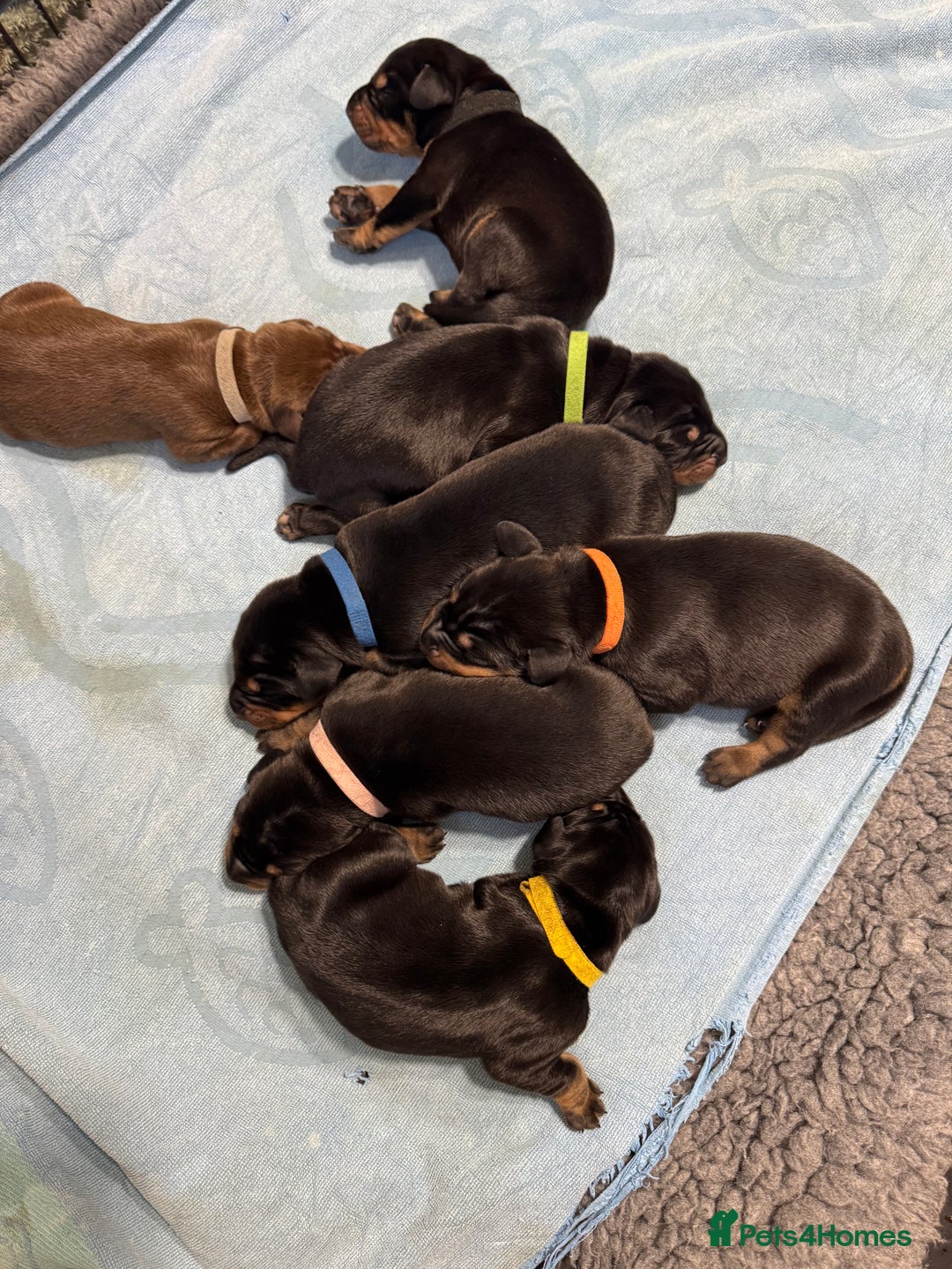 Dobermann dogs for sale: Superb Quality Doberman Puppies - Advert 1
