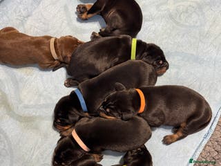 Dobermann dogs Superb Quality Doberman Puppies - Advert 1