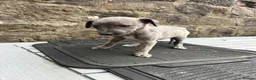 Lurcher dogs for sale: Bedlington whippet lurcher pups - Advert 5