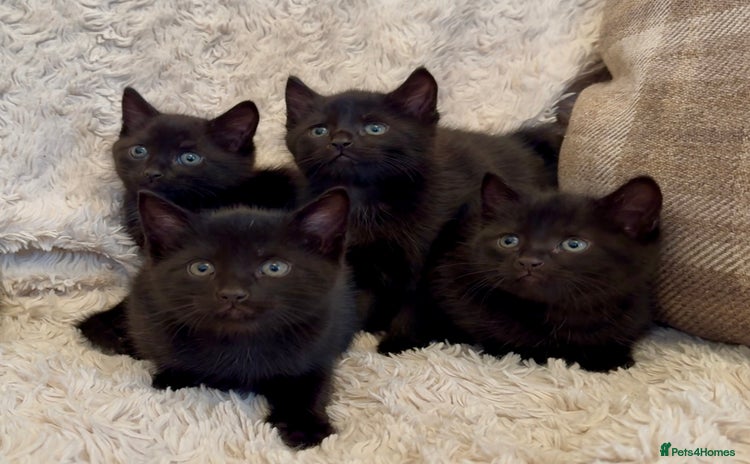 Mixed Breed cats - Advert 4