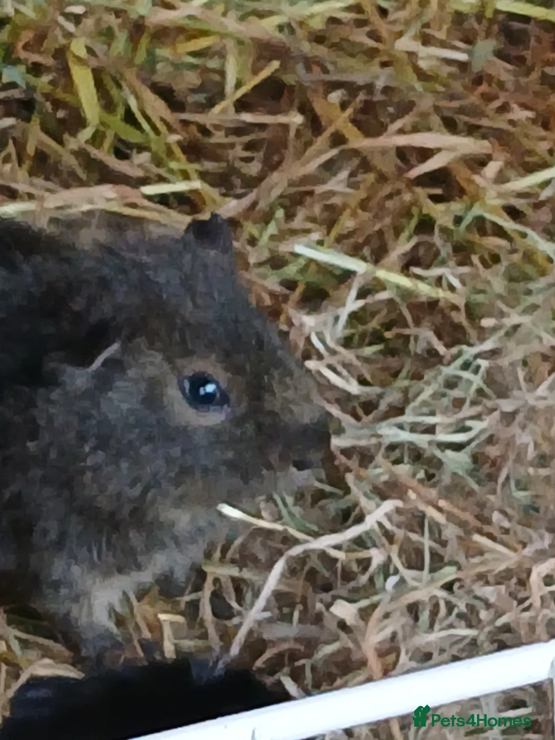 Guinea Pig rodents for sale: Boar Guinea Pigs for rehoming - Advert 2