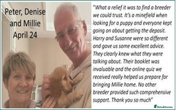 Cocker Spaniel dogs for sale: Stunning Show Cockers-Health Checked,KC Registered - Image 23
