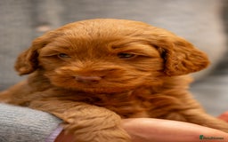 Cockapoo dogs for sale: Stunning F2b Miniature Cockapoos / Health Tested - Image 11