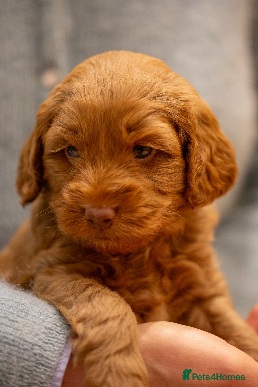 Cockapoo dogs for sale: Stunning F2b Miniature Cockapoos / Health Tested - Image 11