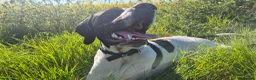 Pointer dogs for sale: English pointer  in Harlow - Advert 3