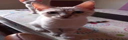 Bengal cats for sale: ✨Bengal Kittens Ready For Their Forever Homes✨ - Advert 2