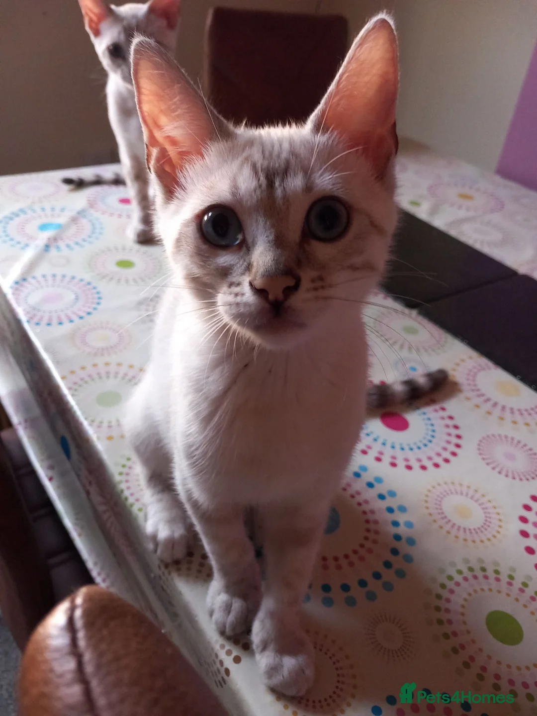Bengal cats for sale: ✨Bengal Kittens Ready For Their Forever Homes✨ - Advert 2