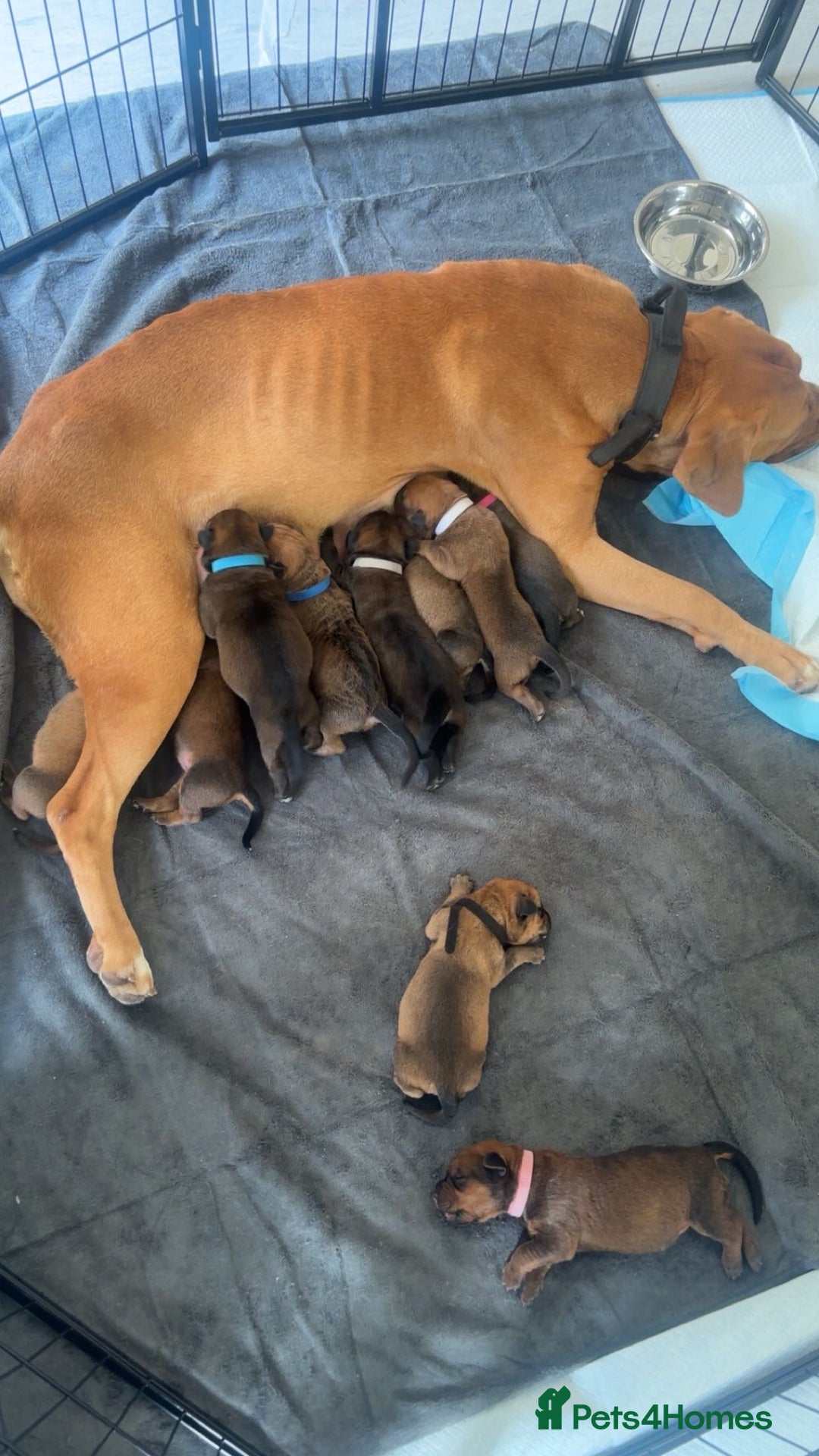 Mixed Breed dogs for sale: Beautiful Puppies For Sale!!! - Image 2