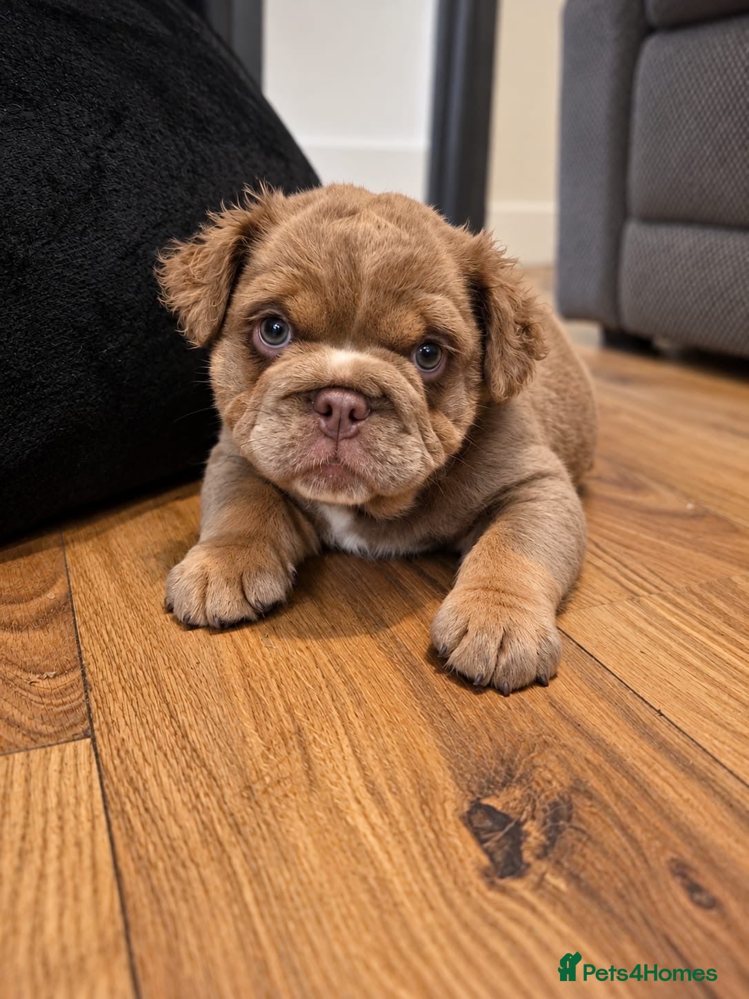 English Bulldog dogs Rare Fluffy English Bulldog Pups - Advert 17