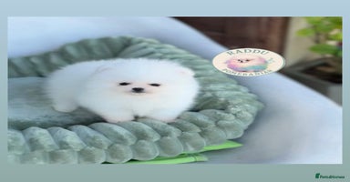 Pomeranian dogs - Advert 5