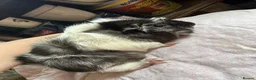 Guinea Pig rodents for sale: Male and female guinea pigs  - Advert 1