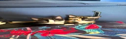 Mixed Breed cats for sale: Beautiful kittens  in Merthyr Tydfil - Advert 11