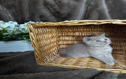 British Shorthair cats for sale: British short hair rainbow 🌈 litter - Image 8