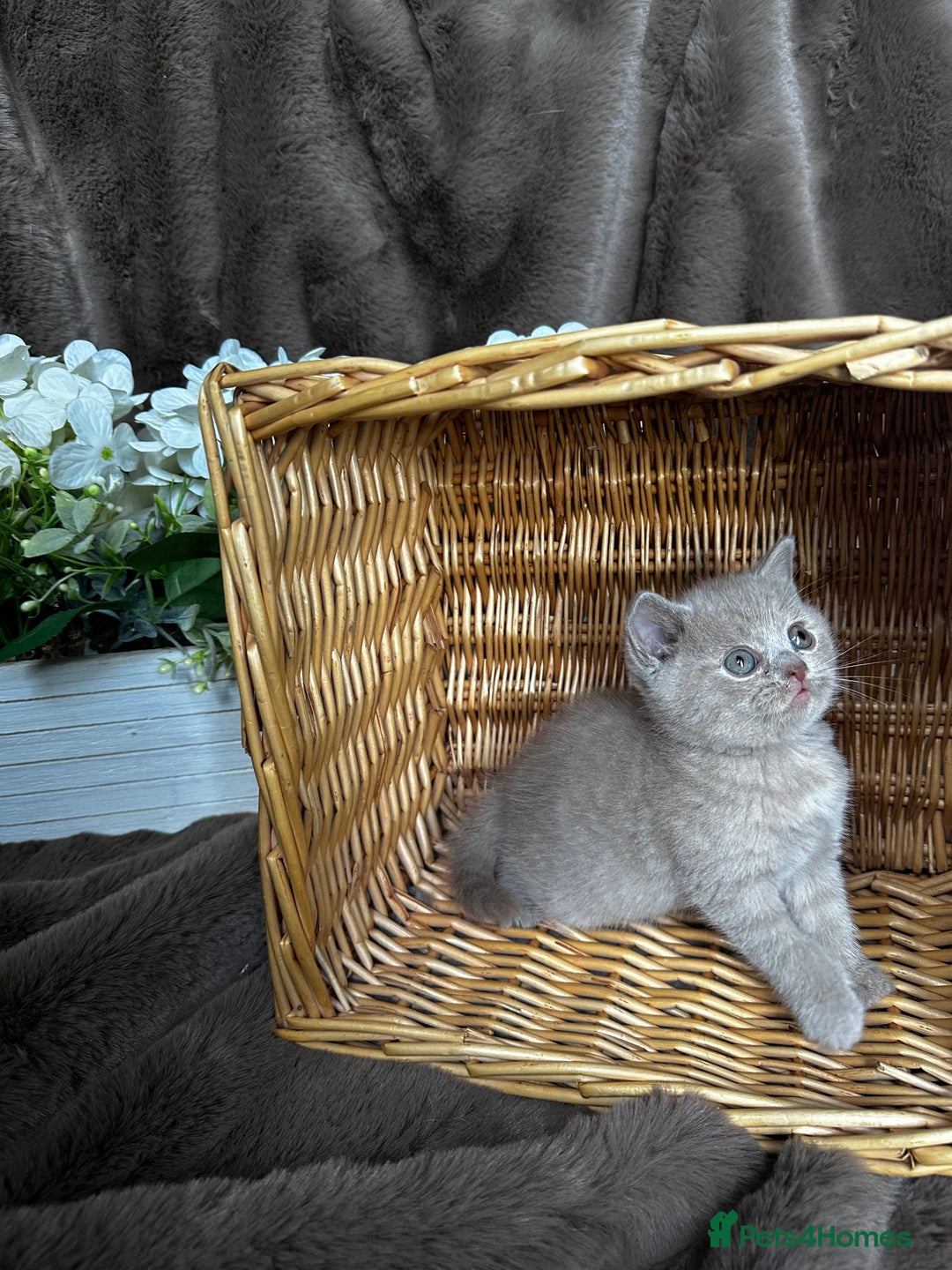 British Shorthair cats for sale: British short hair rainbow 🌈 litter - Image 8
