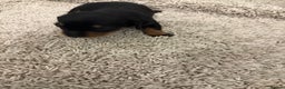 Mixed Breed dogs for sale: Dachshund puppies seven  - Advert 12