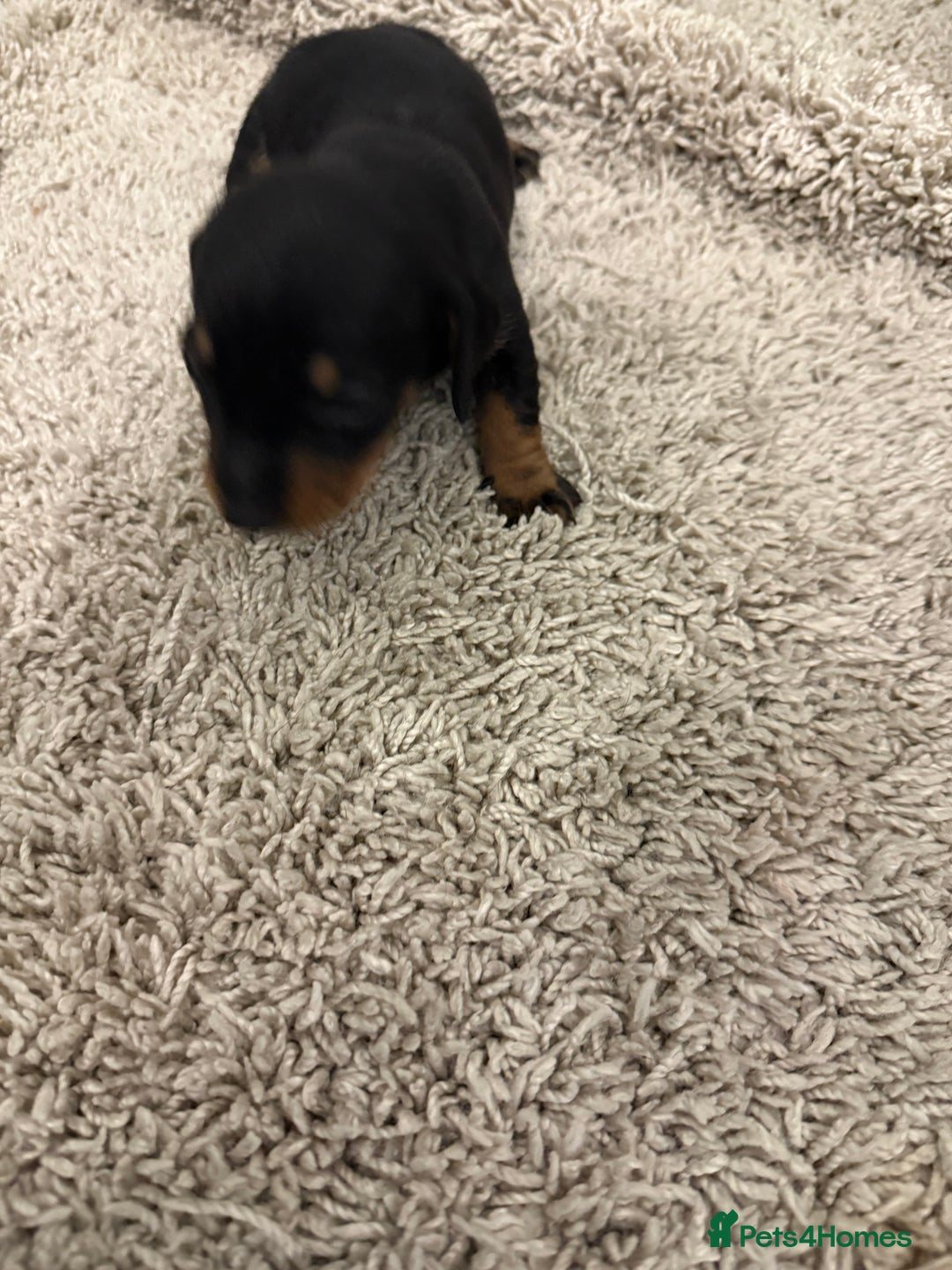 Mixed Breed dogs for sale: Dachshund puppies seven  - Advert 12