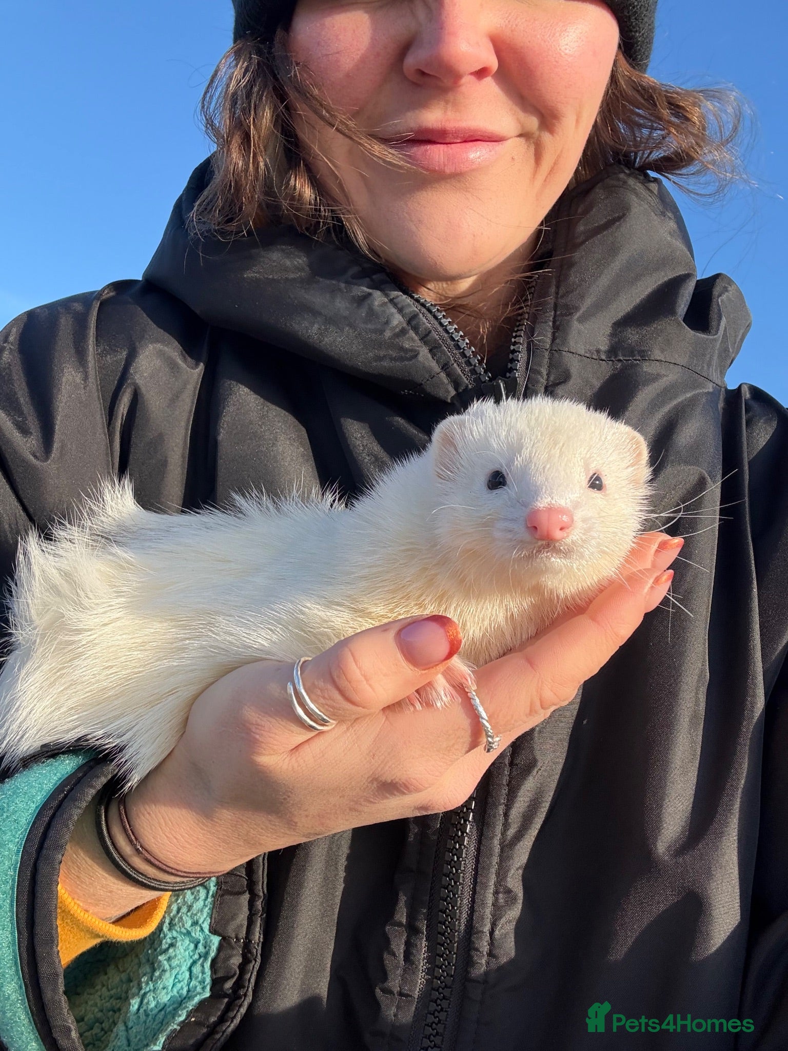 Ferret rodents for sale: Pedigree Full and Semi Angora Kits  - Advert 1