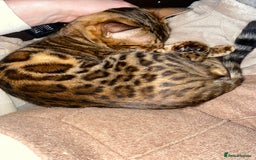 Bengal cats for sale: Male Snow & Female Brown Rosetta bengals - Image 5