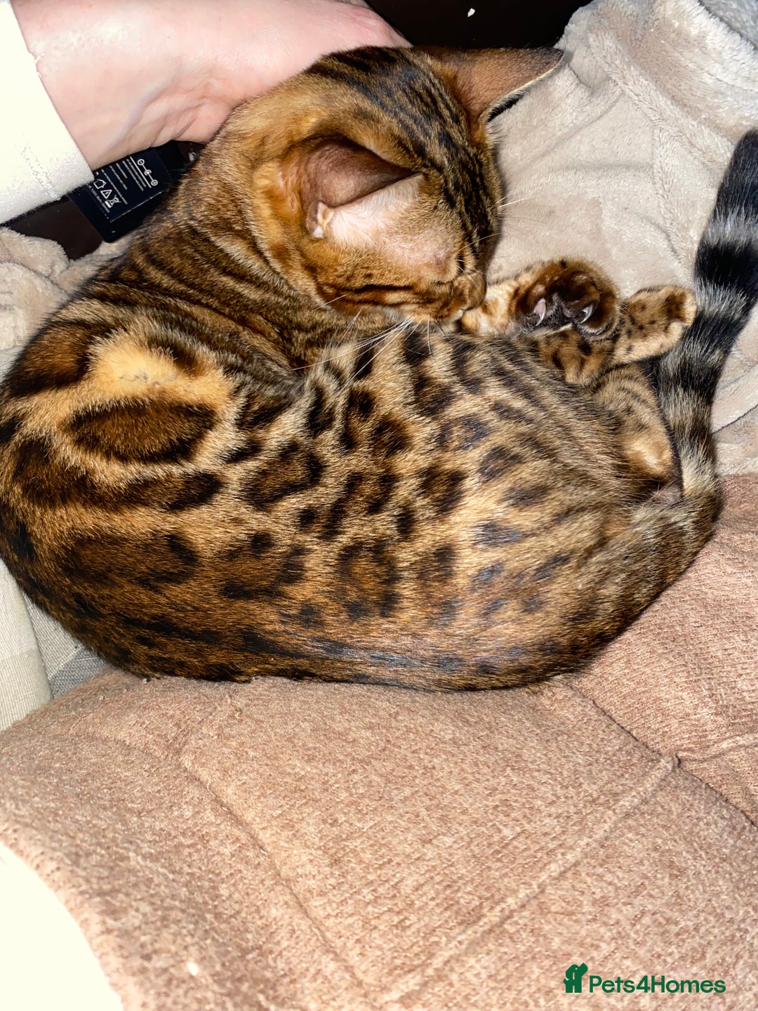 Bengal cats for sale: Male Snow & Female Brown Rosetta bengals - Image 5