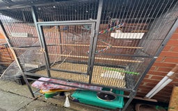 Budgerigars birds for sale: Budgie - Image 4