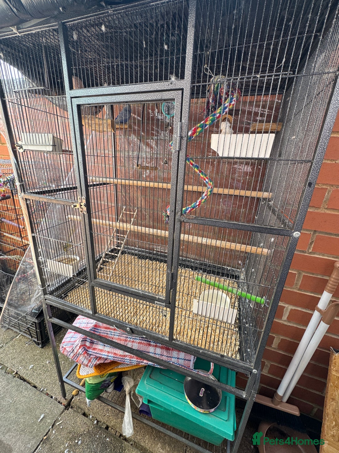 Budgerigars birds for sale: Budgie - Image 4