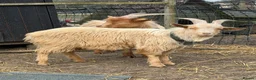 Goats livestock for sale: Royal golden guernsey Billy  - Advert 1