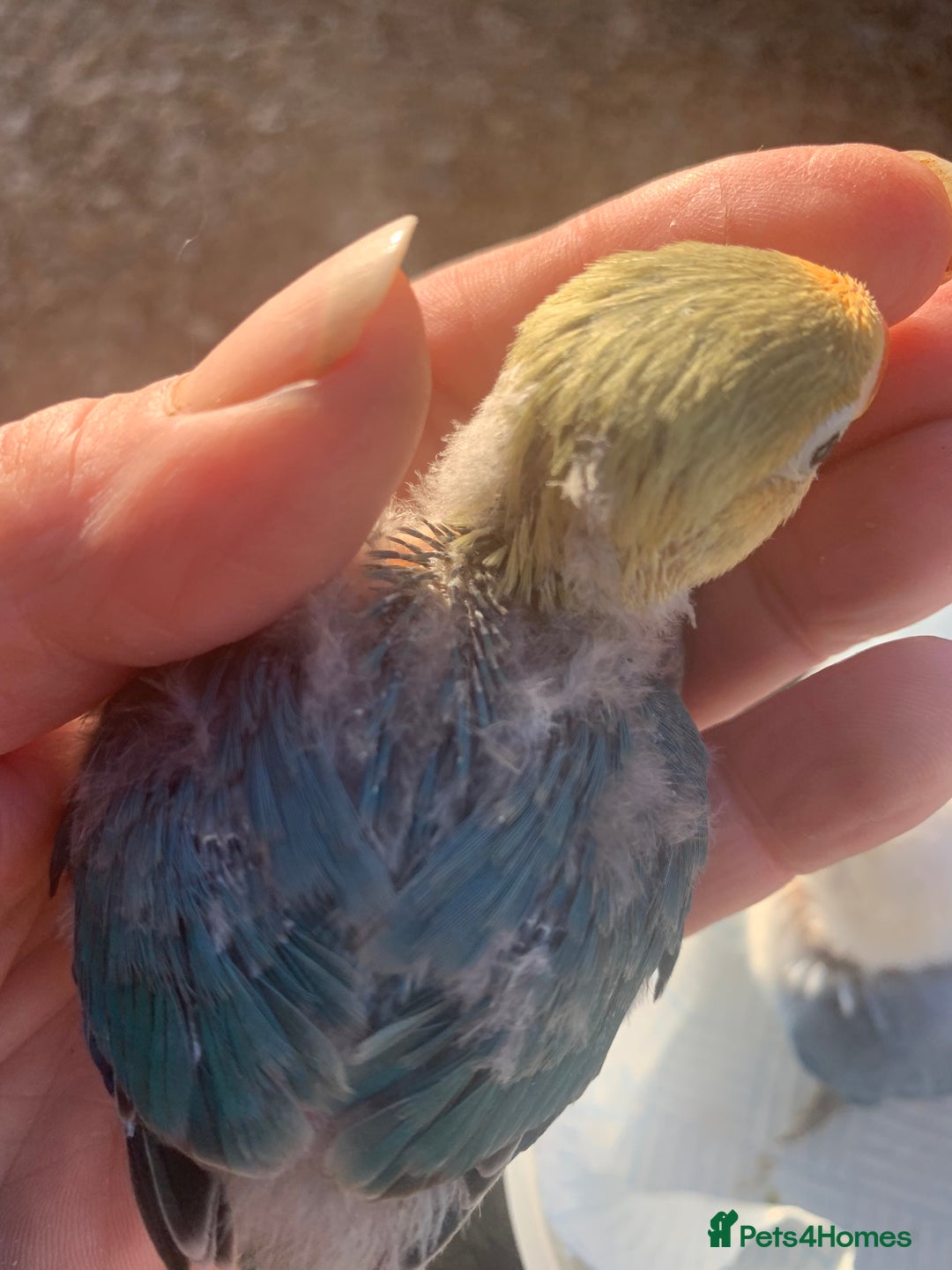 Lovebirds birds for sale: Fischer young lovebirds DNA sex tested nrpershore  - Advert 5