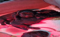 Russian Black Terrier dogs for sale: Russian Black Terrier  - Image 3