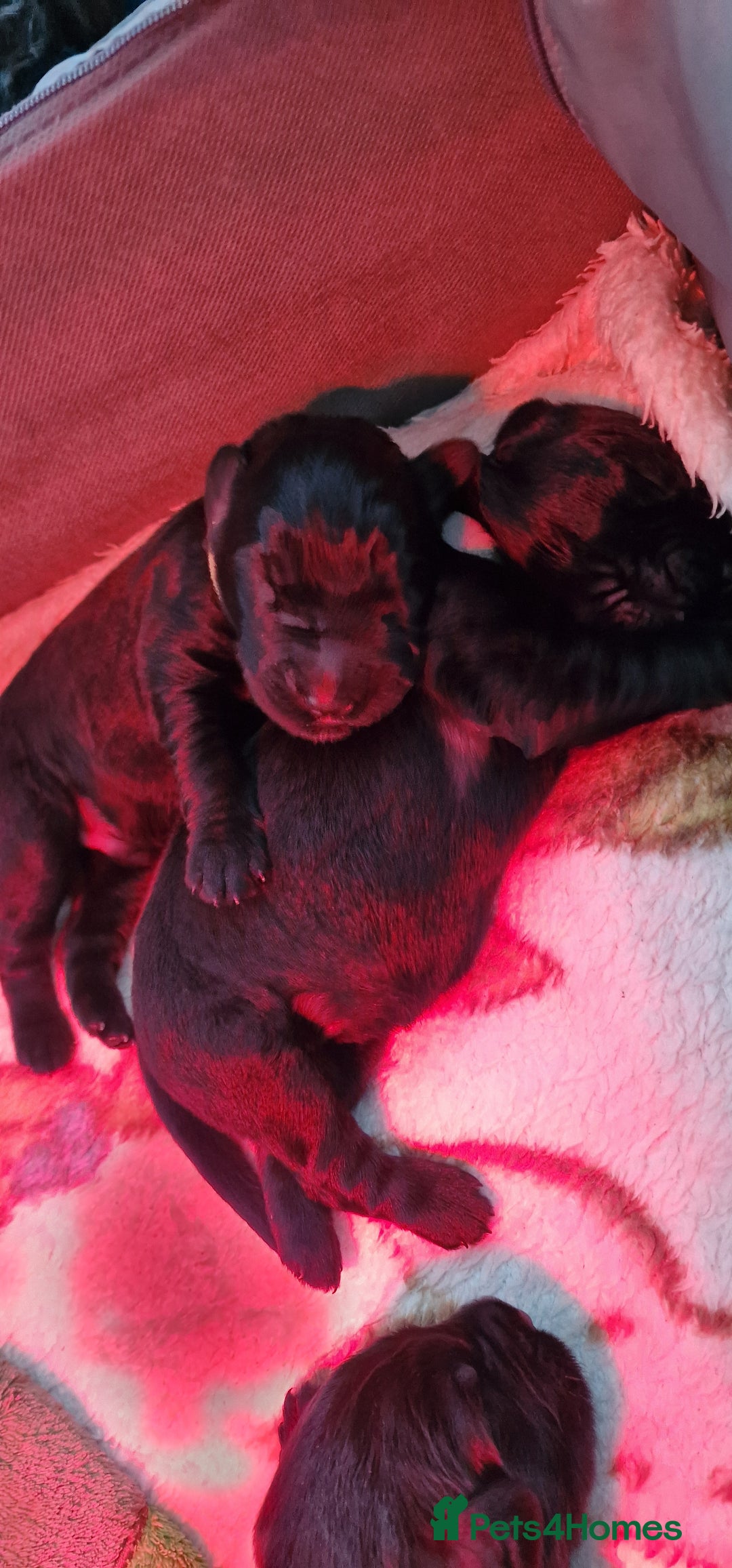 Russian Black Terrier dogs for sale: Russian Black Terrier  - Image 3