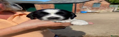 Finnagin 