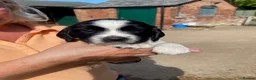 English Springer Spaniel dogs for sale: Championship Bred, Fully Health Tested Workers - Advert 4