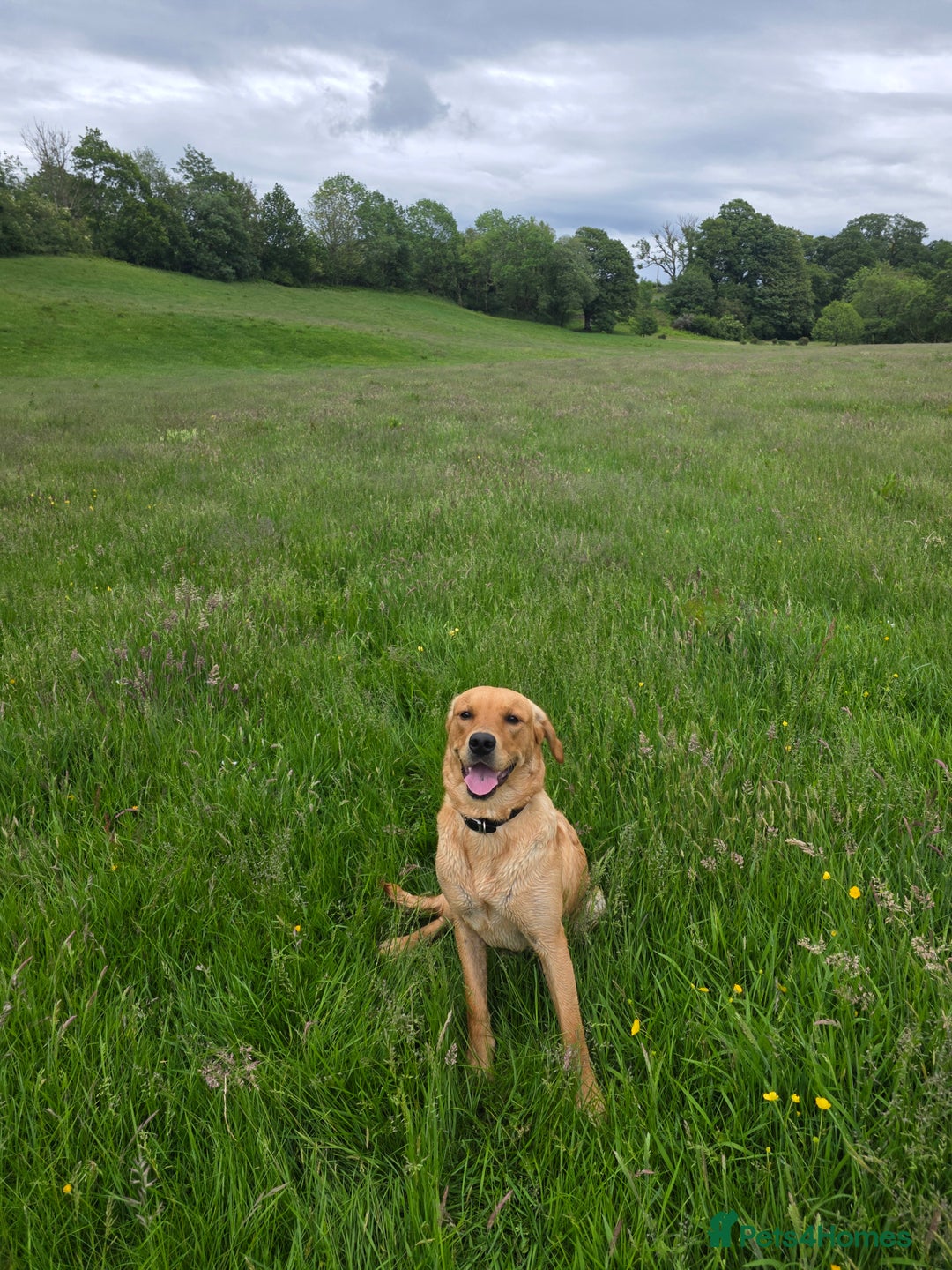 Goldador dogs for sale: 12 month old Luna - Image 1