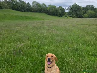 Goldador dogs 18 month old Luna - Advert 1