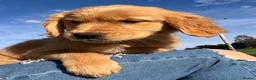 Golden Retriever dogs for sale: Beautiful KC Golden Retriver Puppies  - Advert 14
