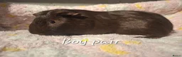 Guinea Pig rodents for sale: Guinea Pig pairs for sale  - Advert 6