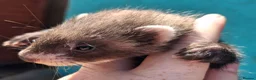 Ferret rodents for sale: Full and Semi angora kits  - Advert 18